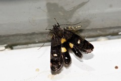 Petalanthes hexastera