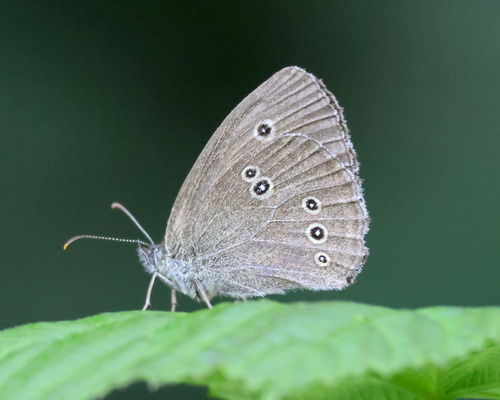 Ringlet