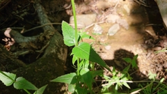 Monarda russeliana