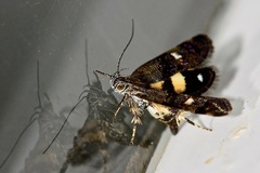 Petalanthes hexastera