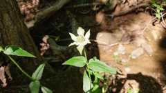 Monarda russeliana