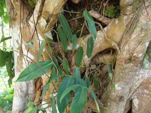 Philodendron anisotomum, photograph 5
