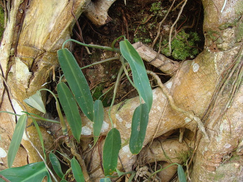 Philodendron anisotomum, photograph 6