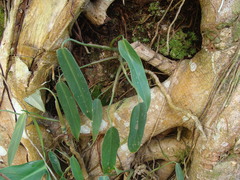 Philodendron anisotomum, photograph (c) Alexis López Hernández, some rights reserved (CC BY)