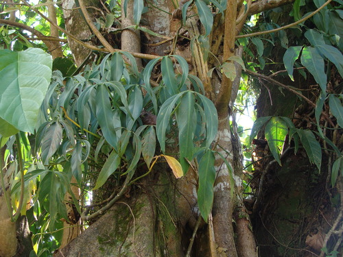 Philodendron anisotomum, photograph 3