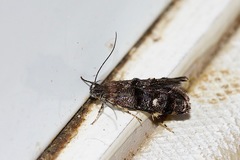Petalanthes hexastera