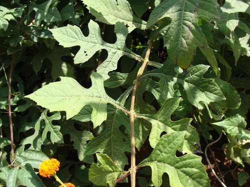Verbesina crocata, photograph 2