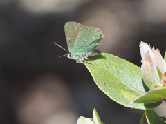 Callophrys dumetorum