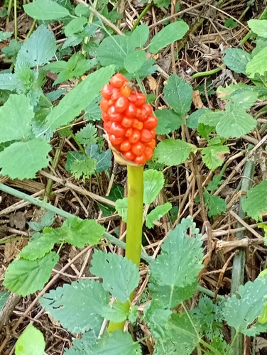 Italian arum