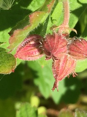 Geranium macrorrhizum