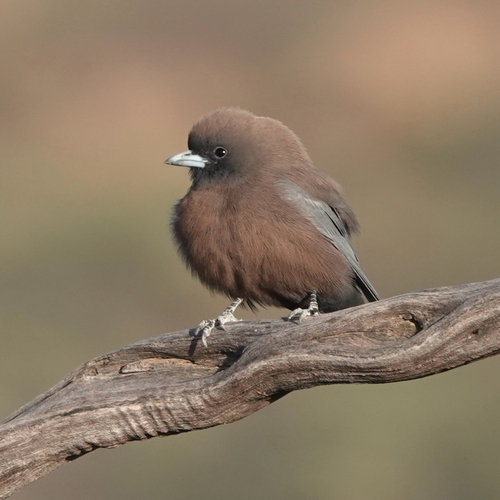 Little Woodswallow (Artamus minor), photo 3