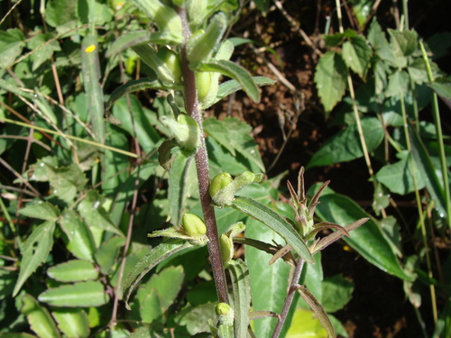 Castilleja arvensis, photograph 5