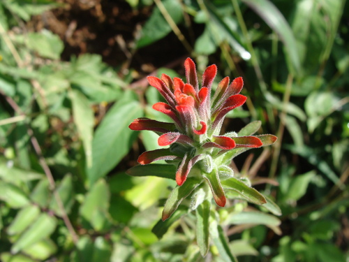Castilleja arvensis, photograph 6