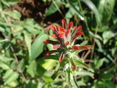 Castilleja arvensis, photograph (c) Alexis López Hernández, some rights reserved (CC BY)