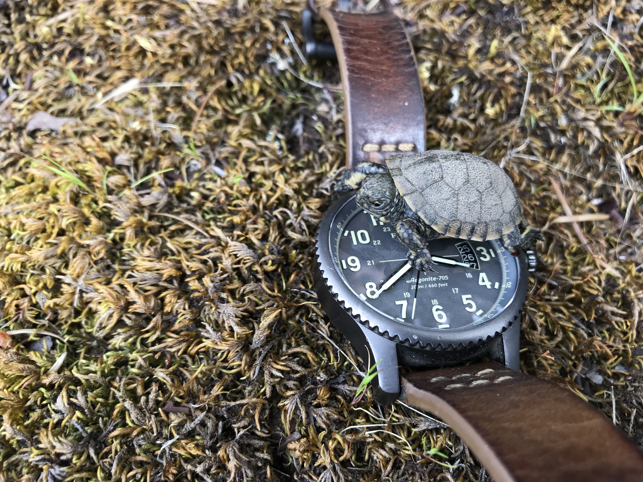 Filson argonite clearance 705