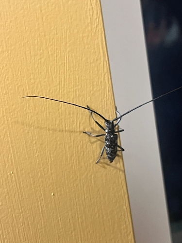 iNaturalist observation photo of Spotted Pine Sawyer