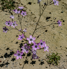 Gilia cana