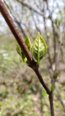 Calycanthus floridus glaucus