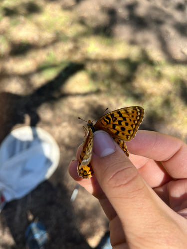 iNaturalist observation photo of Great Basin Fritillary