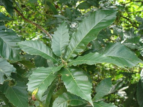 Quercus skinneri, photograph 6