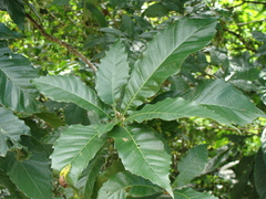 Quercus skinneri, photograph (c) Alexis López Hernández, some rights reserved (CC BY)