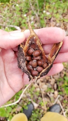 Calycanthus floridus glaucus