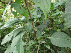 Justicia aurea, photograph (c) Alexis López Hernández, some rights reserved (CC BY)