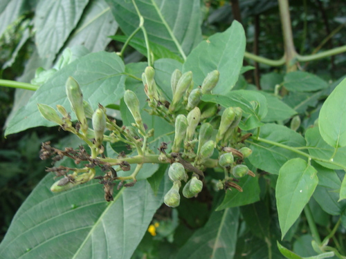 Justicia aurea, photograph 5