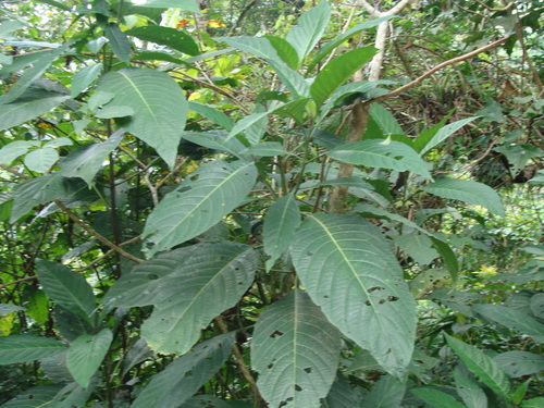 Justicia aurea, photograph 1