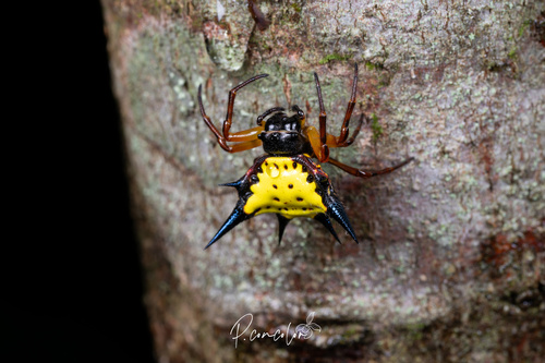 Hasselt's Spiny Spider