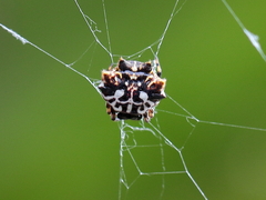 Gasteracantha sacerdotalis