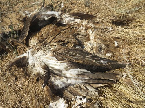 Plume de Aigle des steppes