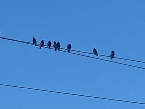 European Starling
