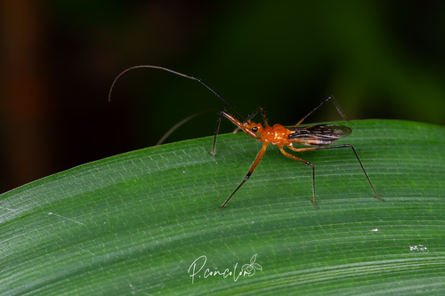Macracanthopsis nodipes
