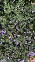 Barleria obtusa