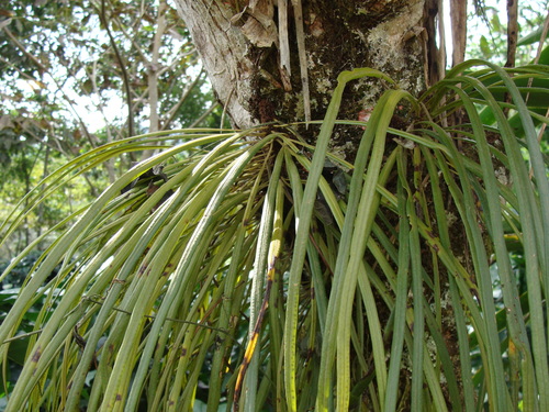 Campyloneurum angustifolium, photograph 2