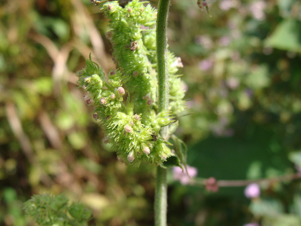 Mesosphaerum pectinatum; photograph (c) Alexis López Hernández, some rights reserved (CC BY)