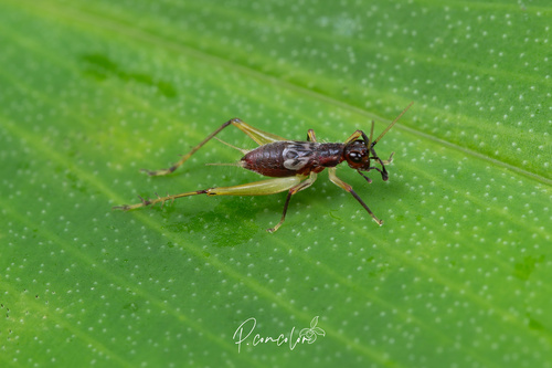 Homoeoxipha obliterata
