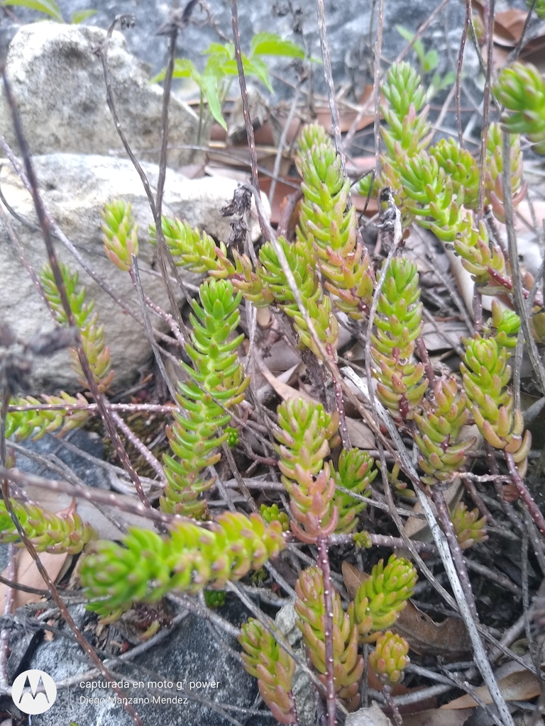 Villadia diffusa