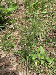 Coreopsis verticillata
