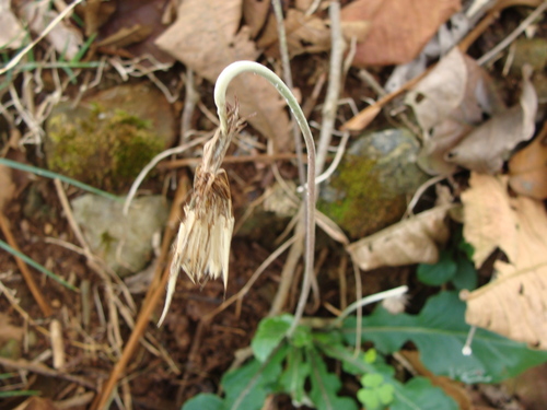 Chaptalia nutans, photograph 1