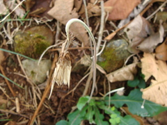 Chaptalia nutans, photograph (c) Alexis López Hernández, some rights reserved (CC BY)