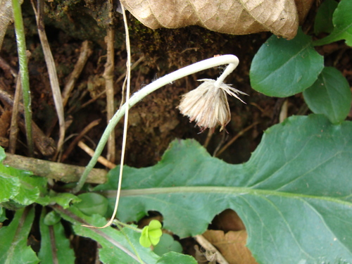 Chaptalia nutans, photograph 3