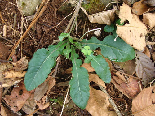 Chaptalia nutans, photograph 4