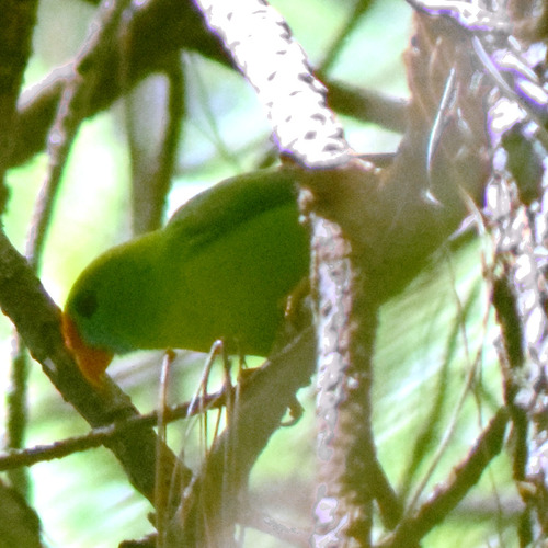 Loriculus philippensis observed 2026-08-01