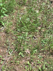 Coreopsis verticillata