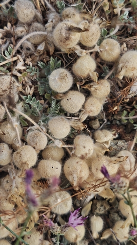 Astragalus observed 2026-08-02