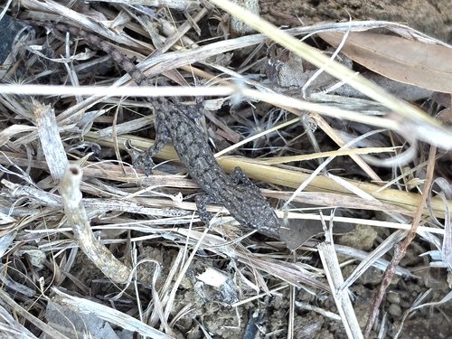 Asian House Gecko