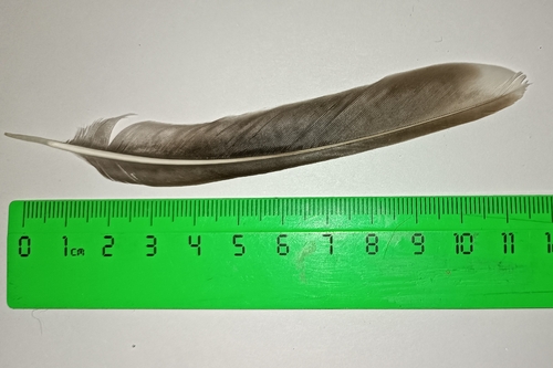 Plume de Grive dorée