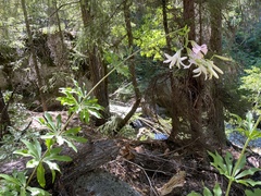 Lilium washingtonianum